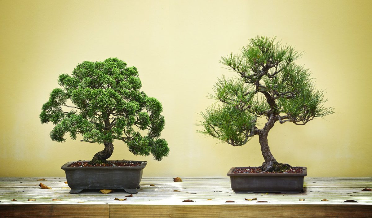 Cum poți planta și îngriji un bonsai natural? Iată cum îl alegi pe cel perfect pentru tine și ce mai trebuie să știi