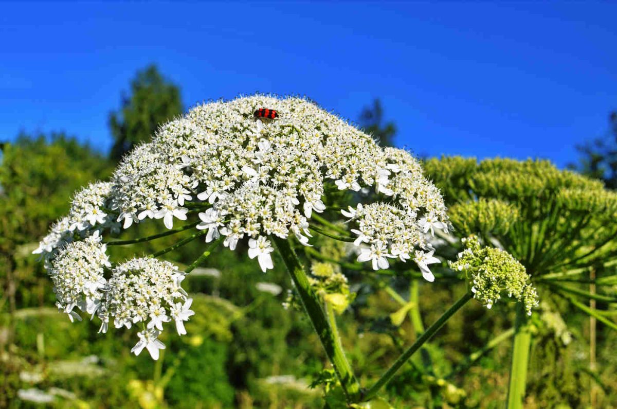 Ce beneficii pentru sănătate are tinctura de brânca ursului? Iată ce se poate trata cu acest remediu natural!