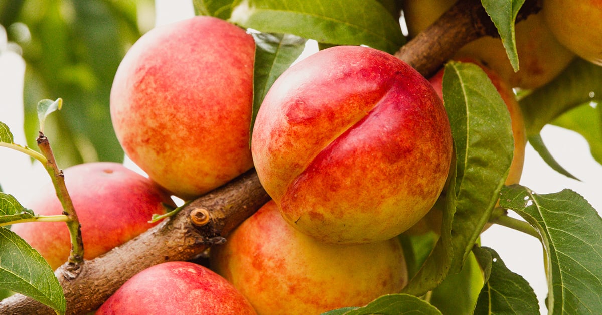 Compotul de nectarine – Rețetă simplă și delicioasă, ideală de făcut pentru iarnă