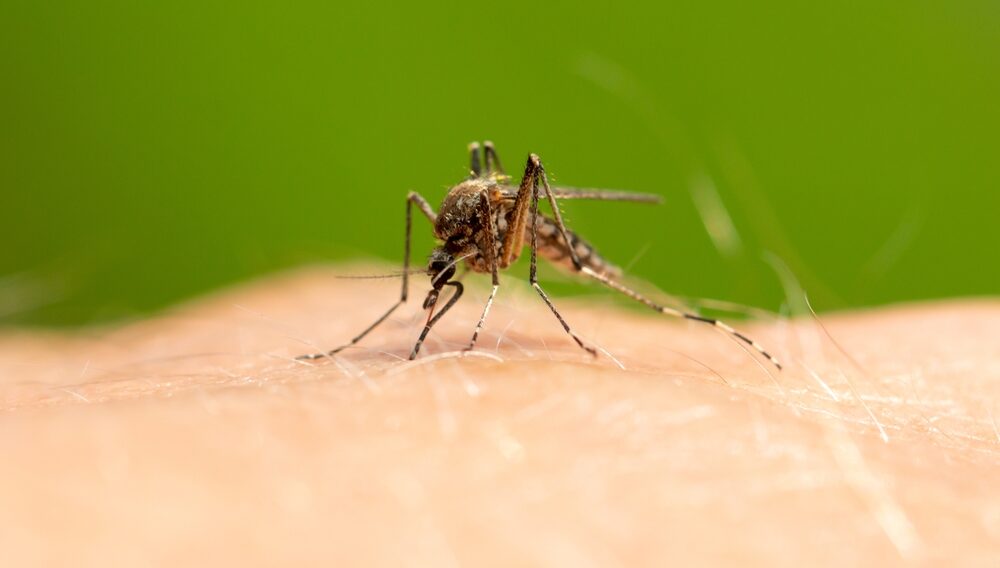 Soluție anti țânțari făcută în casă, din câteva ingrediente banale! Metode eficiente prin care poți ține insectele la distanță!