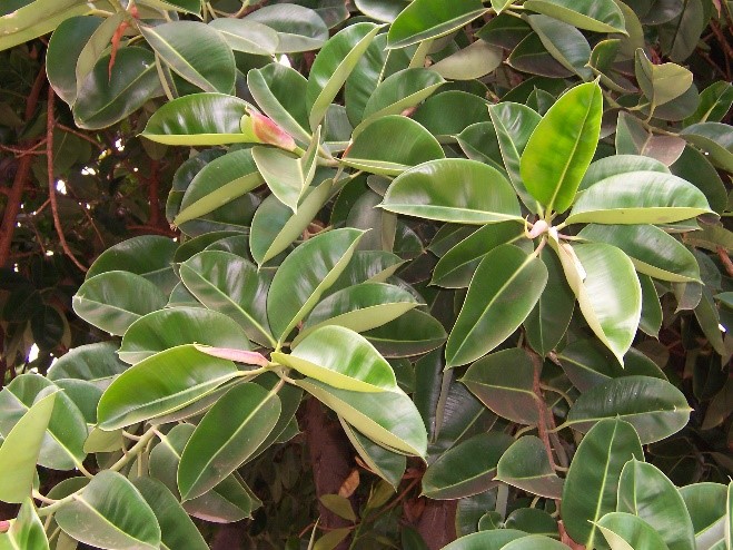 Ficus elastica, planta decorativă ideală pentru apartament. Iată cum trebuie îngrijită
