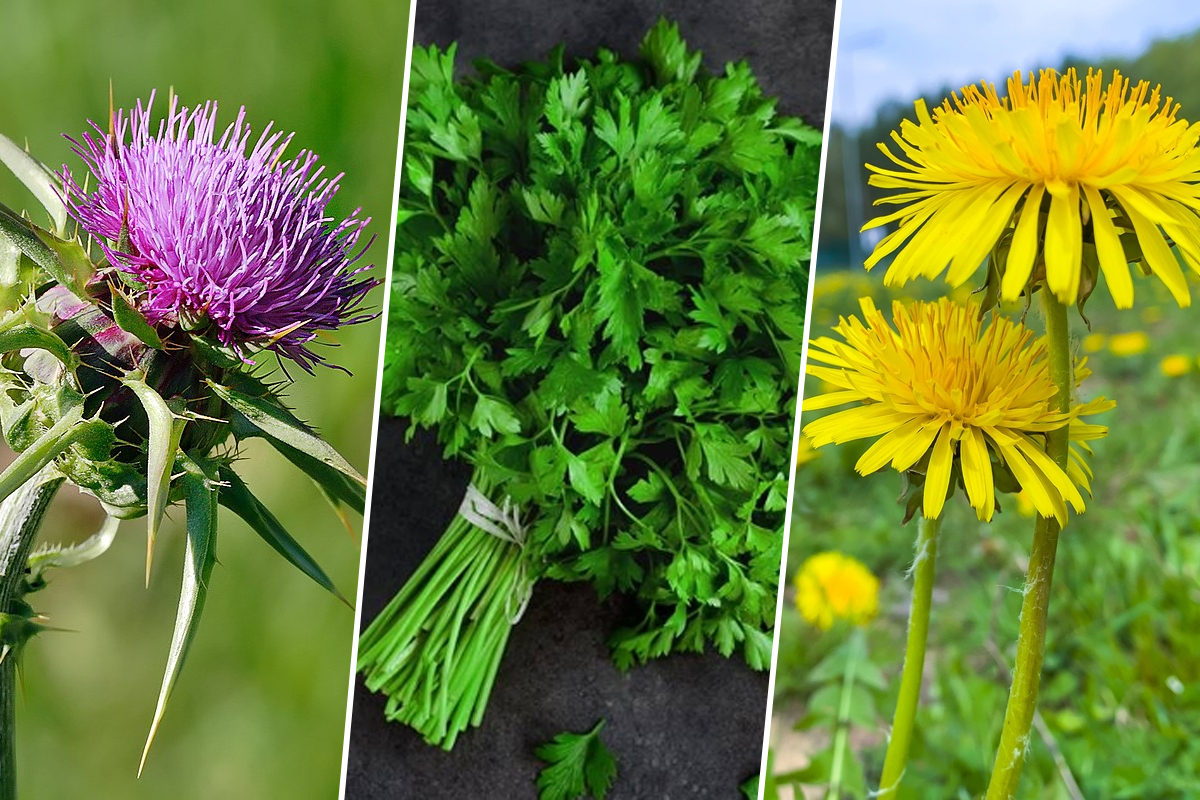 Plantele care elimină metalele grele din organism! Purifică inclusiv ficatul și rinichii de toxine!