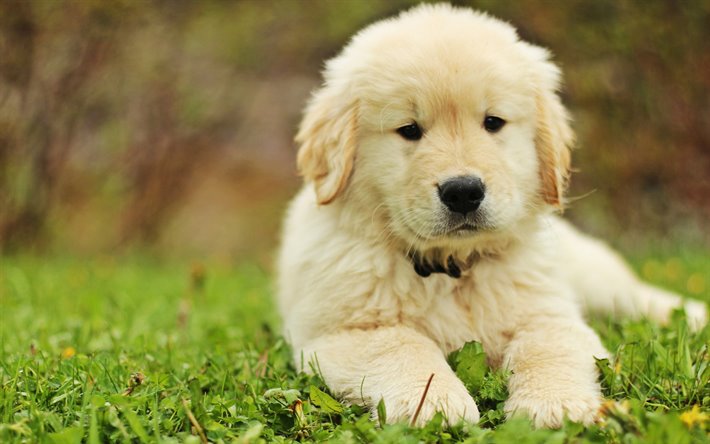 Vrei să îți iei un pui de Golden Retriever? Iată tot ce trebuie să știi despre îngrijirea și personalitatea sa