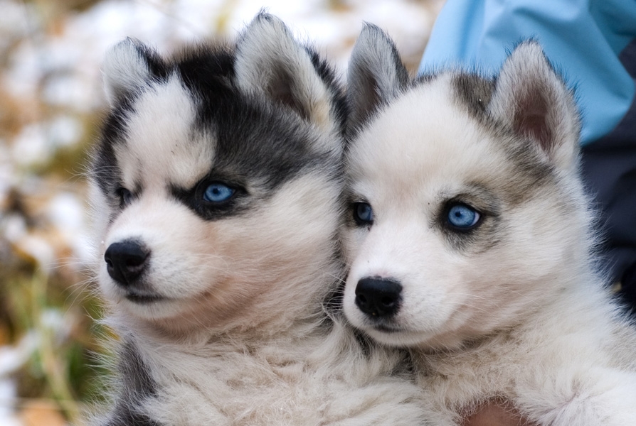Vrei să îți iei un pui de Husky Siberian? Iată tot ce trebuie să știi despre personalitatea și îngrijirea sa