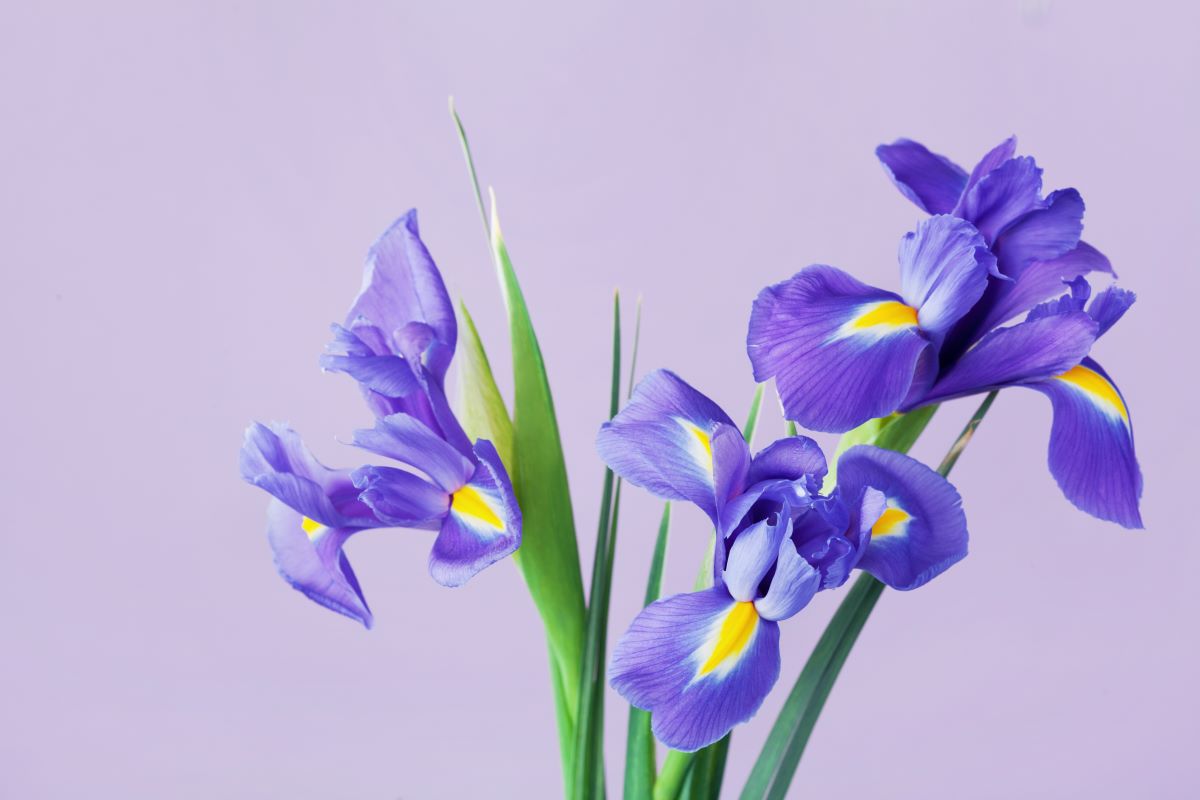 Flori de iris, o opţiune elegantă pentru grădina ta. Iată care este ghidul complet pentru a le îngriji