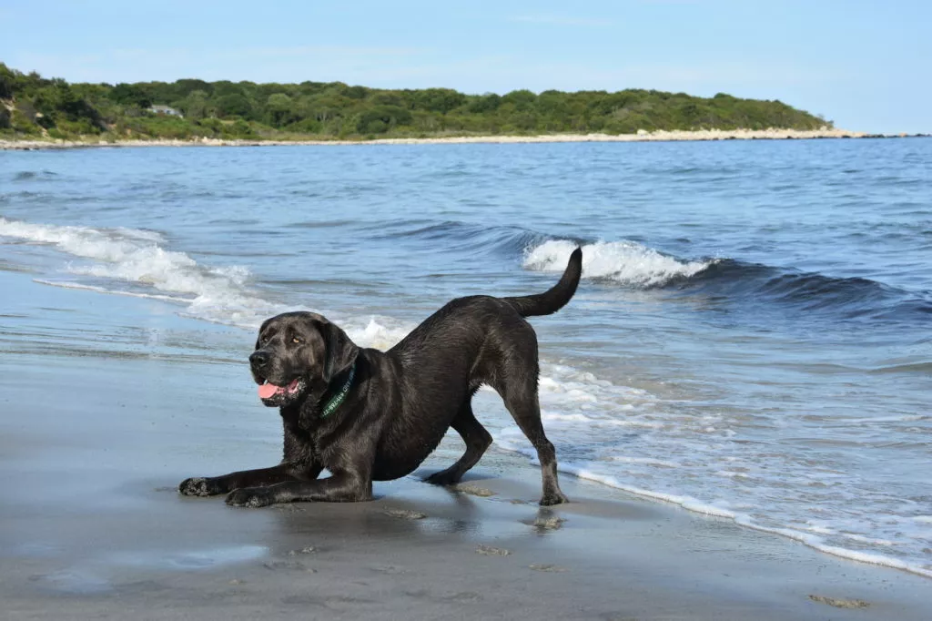 Labrador negru, prietenul preferat al oricărei familii. Iată care sunt caracteristicile acestuia