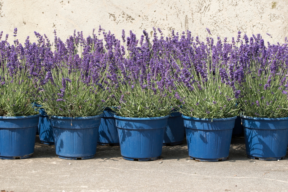 Cum cultivi și îngrijești lavanda la ghiveci? Iată tot ce trebuie să știi despre această plantă