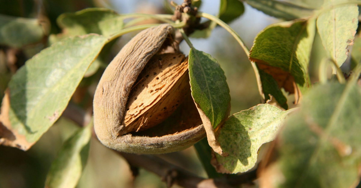 Cum poți planta și îngriji un pom de migdal? Iată tot ce trebuie să știi