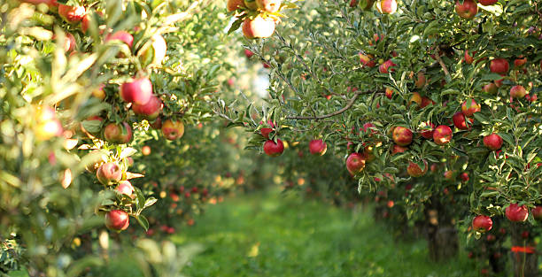 Bani pentru cooperativele agricole. Fermierii din Iași vor să crească producția și să vândă produsele în magazinele din țară