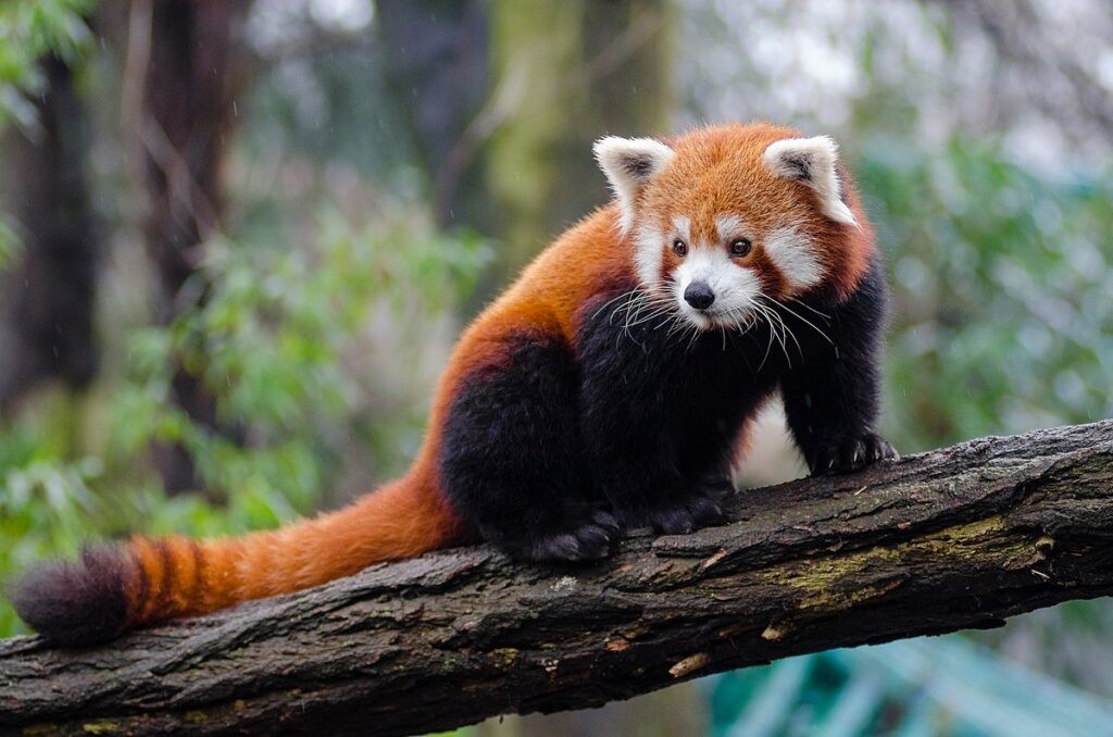 Panda roșu, pe cale de dispariție. Iată care sunt trăsăturile specifice acestei specii