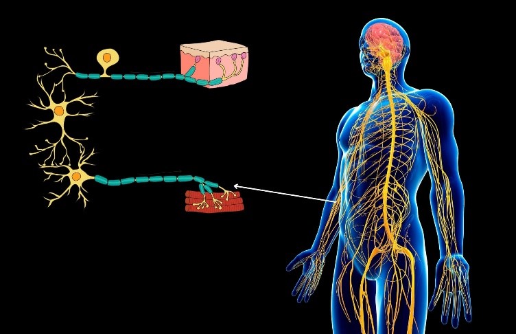 Sistemul nervos periferic, componenta vitală a creierului. Iată care este rolul acestuia