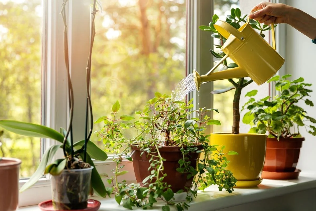 Care este planta magică a prosperității. Ține-o în baie și pregătește-te pentru succes!