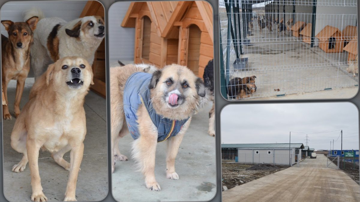 Salubris caută medici veterinari care să îngrijească animalele de la padocul din Tomești