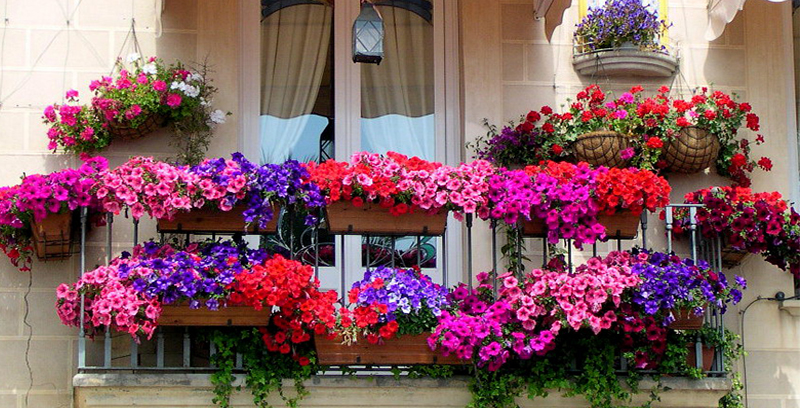 Amendă de 1.500 de lei pentru românii care au flori în balcon! Situațiile în care pot face și închisoare
