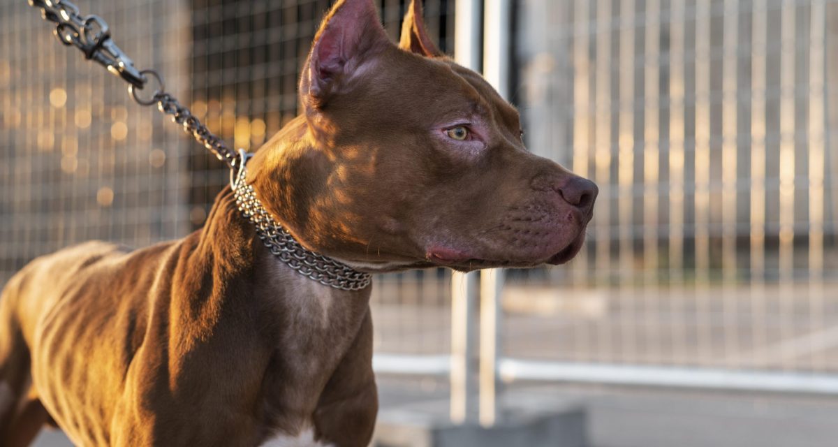 Românii cu animale de companie nu vor mai putea ieși cu ele pe stradă! O nouă regulă este impusă prin lege