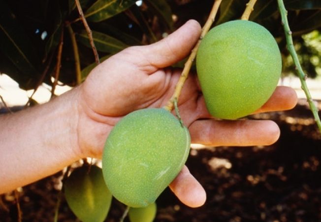 Iată cum poți planta un sâmbure de mango, astfel încât să ai parte de acest fruct chiar la tine acasă