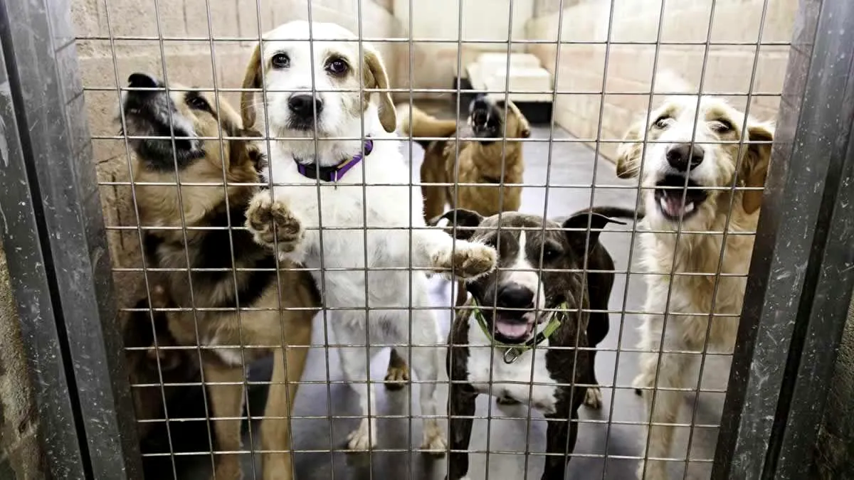Se introduce taxa pe câine în România! Obligația de plată revine și cetățenilor care nu au un animal de companie