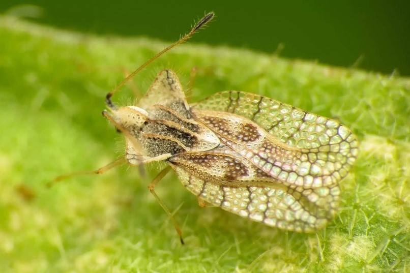 Tigrul de platan, o insectă periculoasă pentru plante. Iată care sunt efectele muşcăturii sale