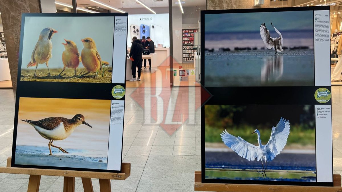 Vernisajul expoziției de fotografie “Observă păsările Iașului!”