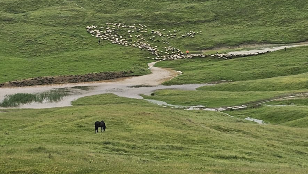 ANSVSA cere măsuri urgente pentru protejarea animalelor în zonele afectate de inundații