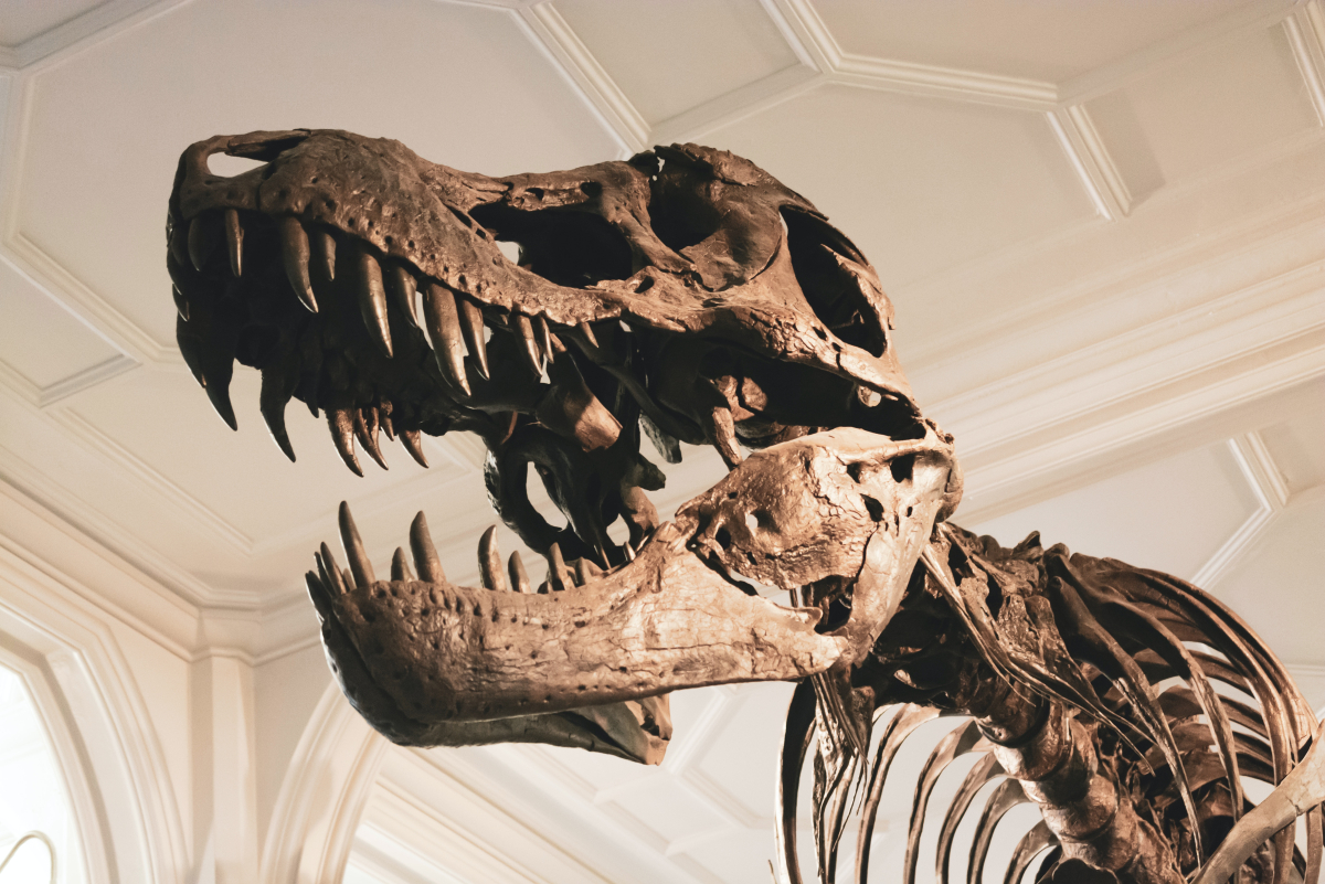 Tumoarea unui dinozaur descoperit în România ar putea schimba tratamentele împotriva cancerului! O descoperire revoluționară a cercetătorilor britanici