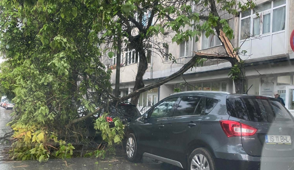 Crengi rupte de furtună pe strada Vitejilor! Mașini avariate în Iași