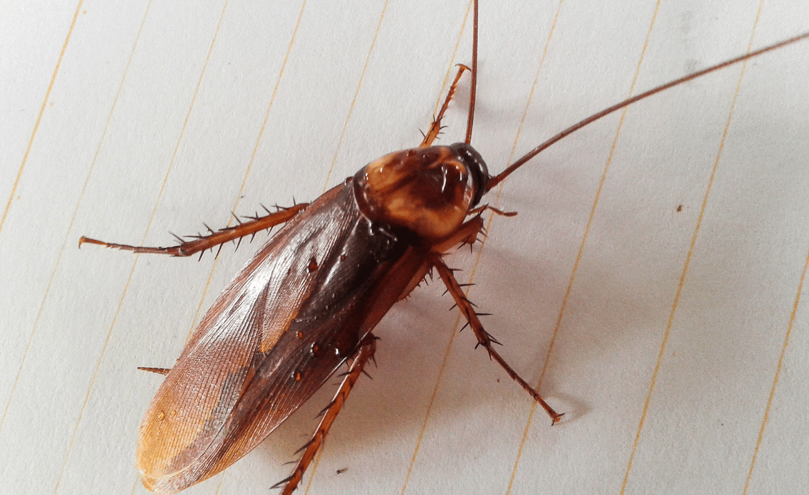 Pericolele ascunse din casa ta! Cele 7 locuri surprinzătoare care atrag insectele