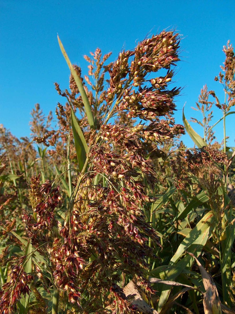 Iarba de Sudan: întrebuințări și riscuri. Iată cum este de ajutor în agricultură