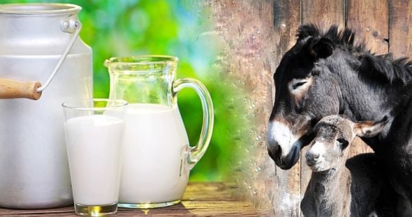 Pastile din lapte de măgăriță. Ce păreri au utilizatorii despre acest supliment natural