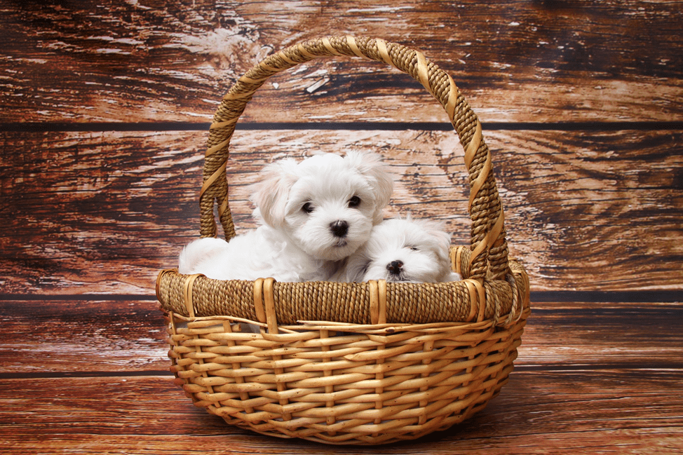 Ce este Maltai Bichon? Cum să ai grijă de Bichonul Maltez