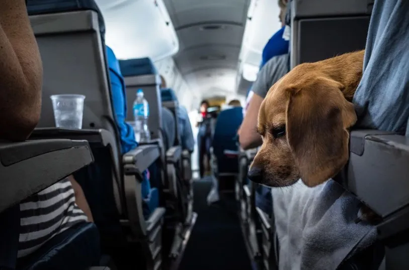 S-au impus reguli clare pentru persoanele care merg cu animalele de companie în vacanță! Ce nu mai au voie să facă