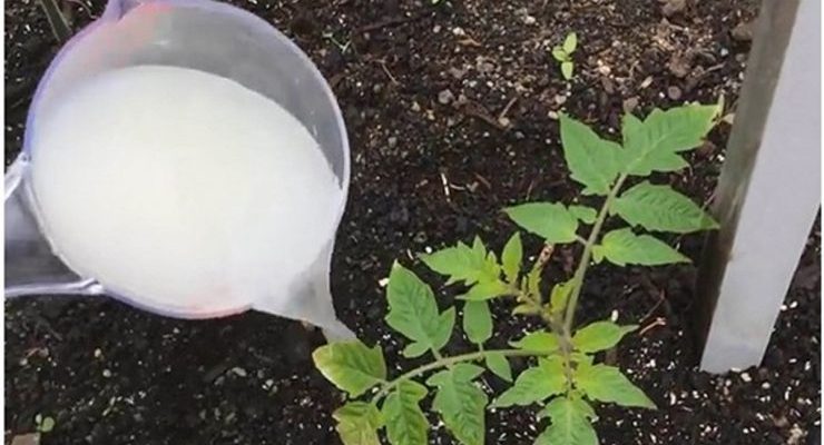 Cum salvezi recolta de roșii, dacă s-a distrus. Ai toate ingredientele în bucătărie