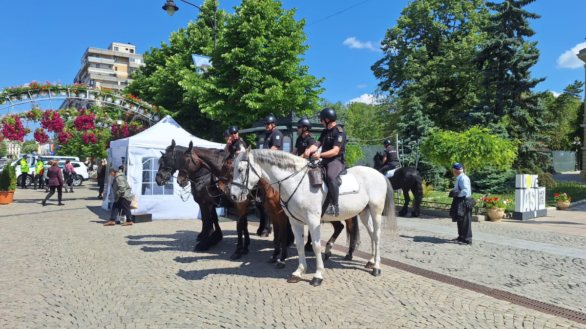 Poliția Locală din Iași caută pensiune pentru cai! Contractul este în valoare de 40.000 de euro