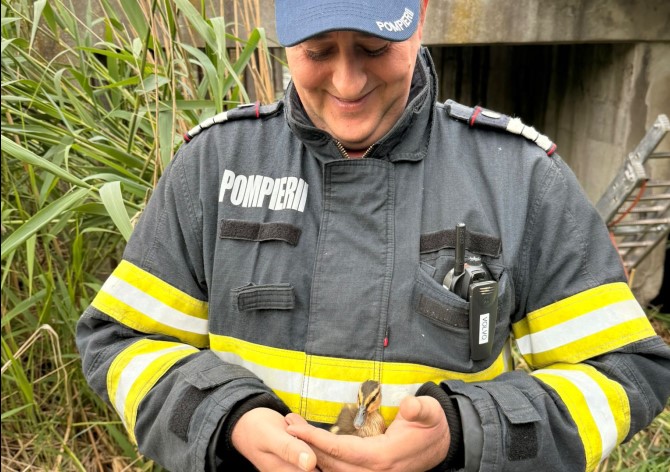 Șase vieți mici, o misiune mare. Pompierii ieșeni au salvat boboci de rață căzuți într-un canal de 6 metri