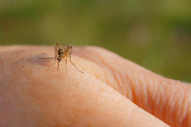 Top cinci insecte care îți pot invada locuința vara aceasta