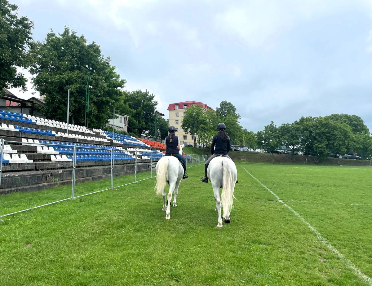 Kraff și Karen, doi cai lipițani în antrenamentele speciale la Baza Hipică USV Iași