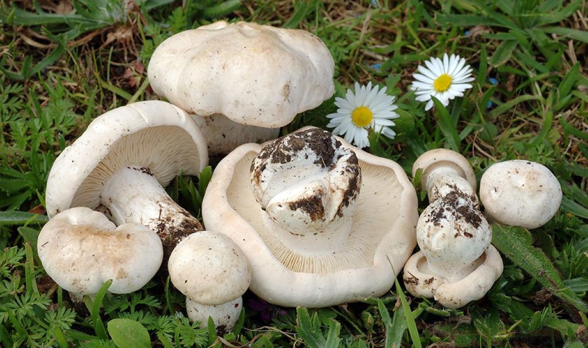 Buretele de spin, un superaliment natural! Află cum poți evita intoxicațiile cu ciuperci!