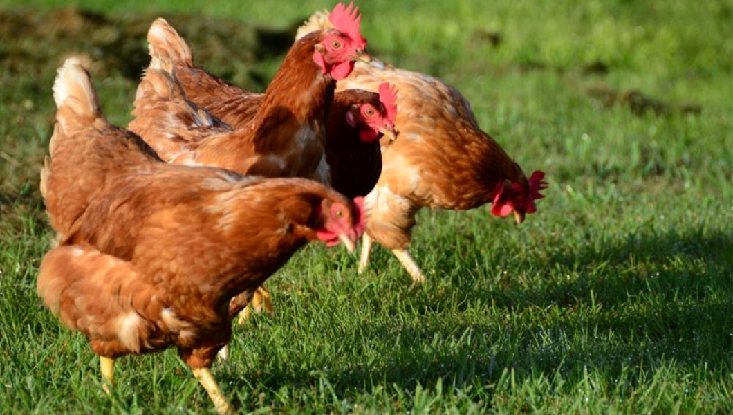De ce să cumperi carne de pasăre direct de la ferma de pui