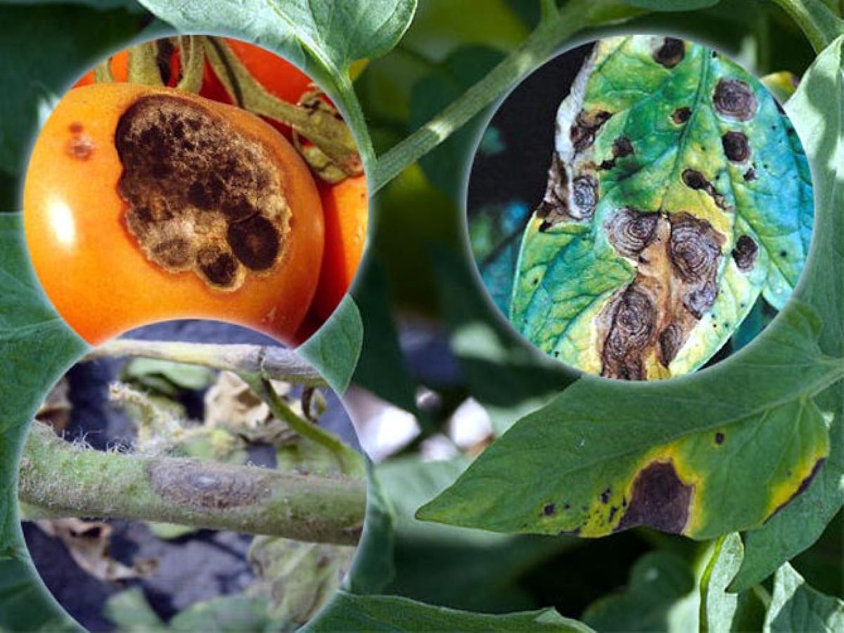 Cum se tratează alternarioza la tomate? Iată cum poți combate bolile roșiilor!