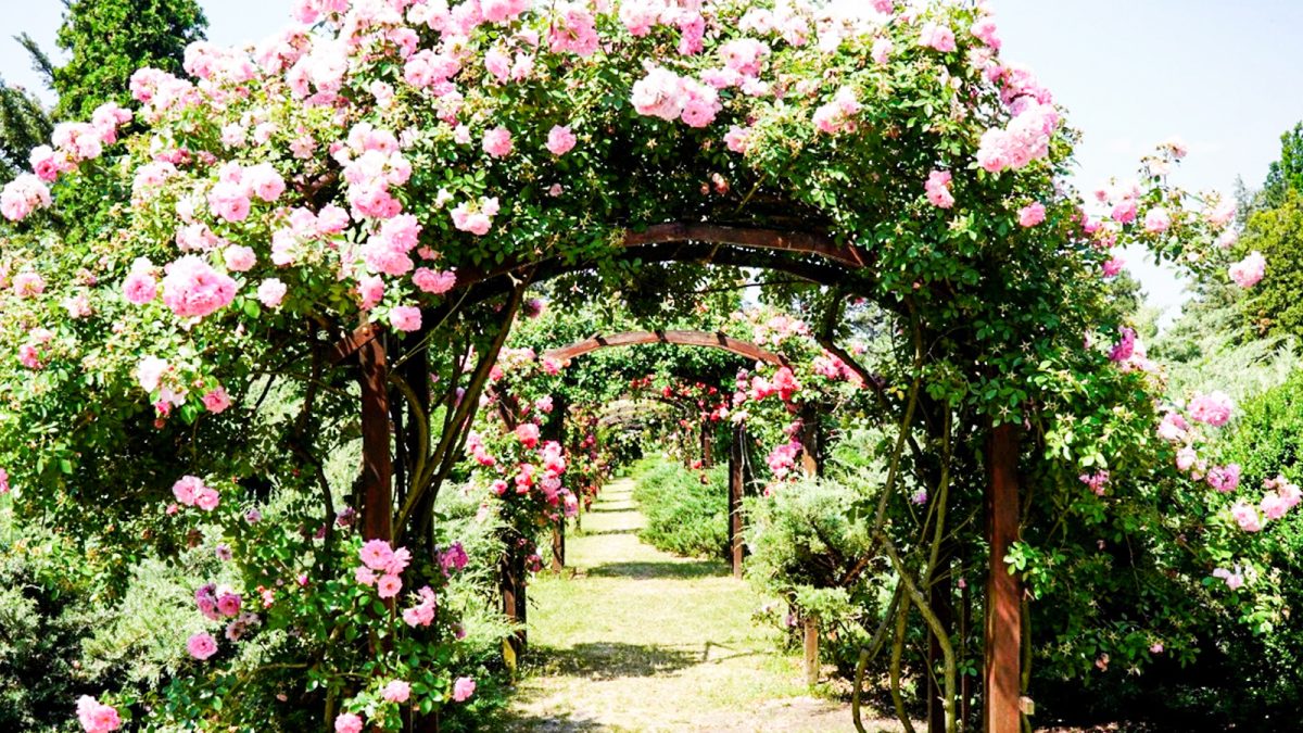 Paradis floral în Grădina Botanică din oraș! Ieșenii și nu numai trebuie să viziteze în această perioadă frumusețea miilor de trandafiri