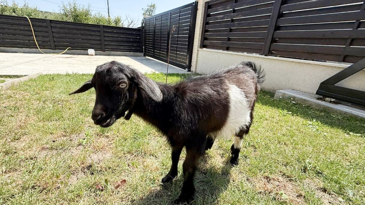 Tică, iedul care a supraviețuit miraculos la Facultatea de Medicină Veterinară din cadrul USV Iași, își petrece vacanța de vară în Bucovina: „Are ca prieteni șase căluți din rasa Shagya Arab”