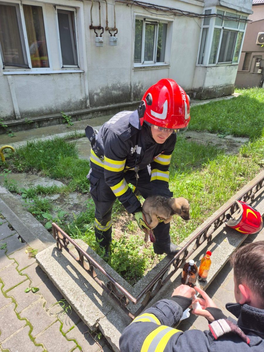 Misiune de salvare – Câine blocat în compartimentul motor al unui autoturism în orașul Târgu Frumos