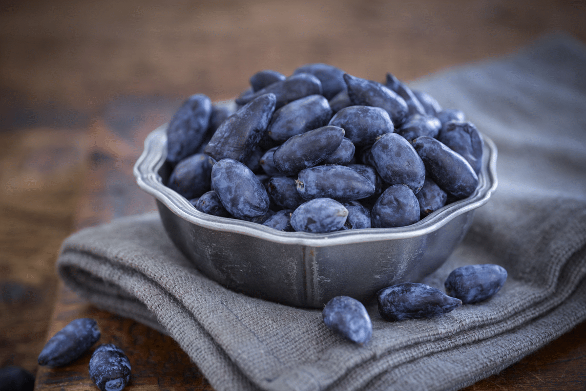 Cum se cultivă afinul siberian? „Fructul tinereții” care are cei mai mulți antioxidanți din lume!