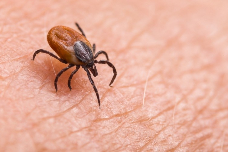 Laboaratoarele Praxis : Boala Lyme –  Când să te testezi și de ce contează metoda aleasă