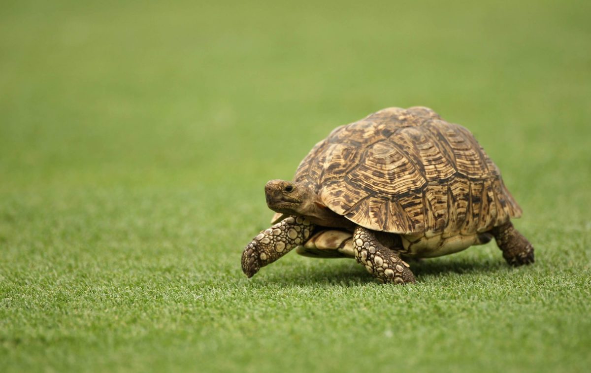 Vrei să adopți o broască țestoasă de apă? Iată tot ce trebuie să știi despre acest animal acvatic fascinant