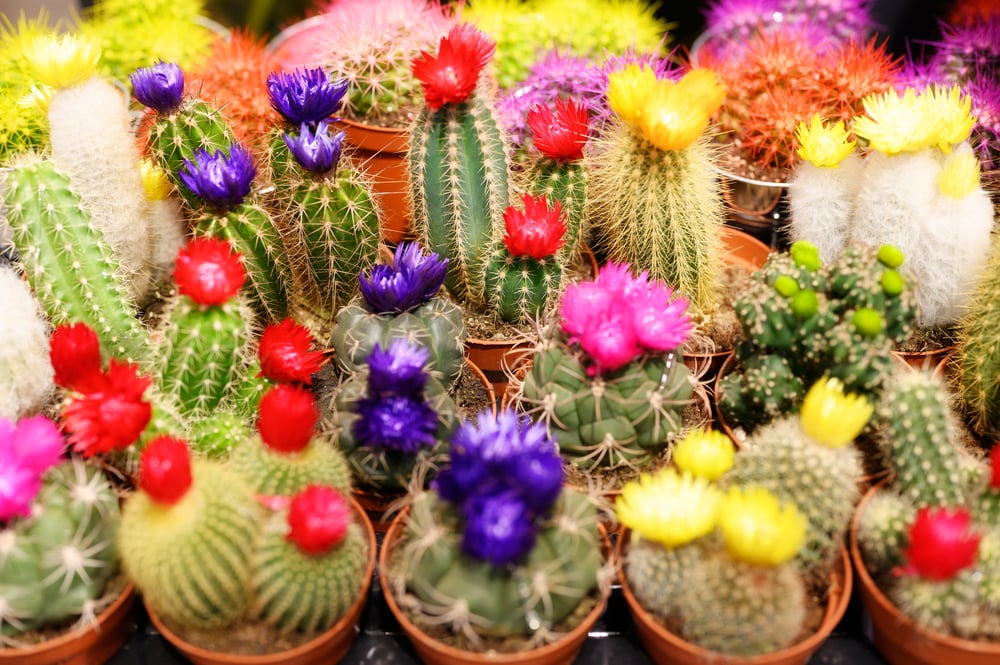 Floare de cactus. O bijuterie exotică în ghiveciul tău