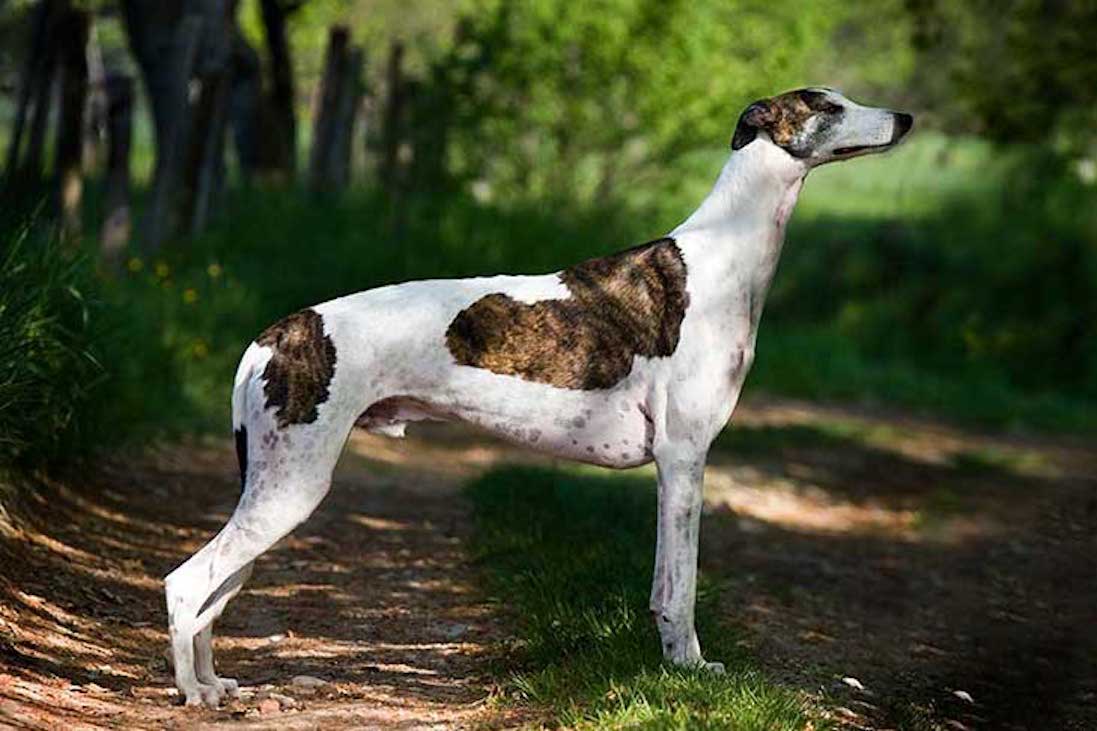 Vrei un câine Ogar drept animal de companie? Află câte bucurii îți poate aduce patrupedul