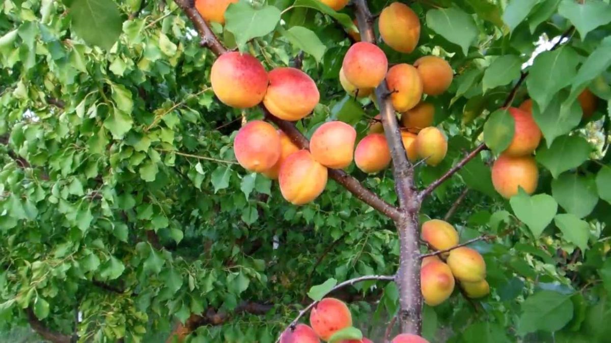 Cais Sulmona, pomul fructifer rezistent la frig! Iată de ce este alegerea potrivită pentru grădina ta!