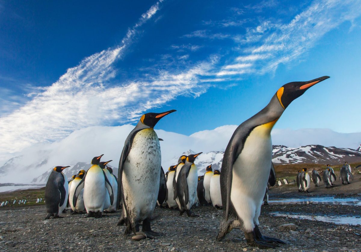 Cât trăiește un pinguin? Iată durata de viață incredibilă pe care o poate avea și factorii care o influențează