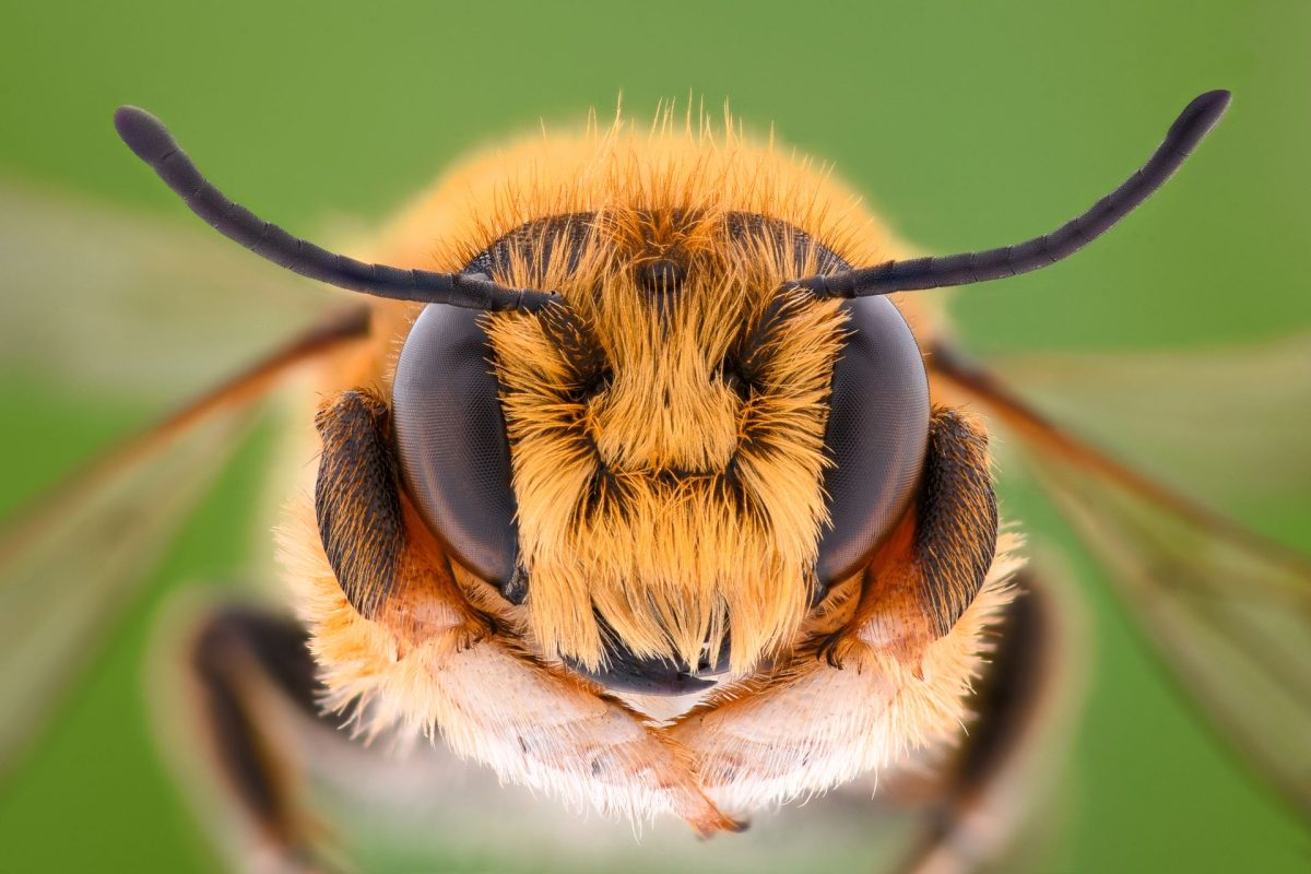 Câți ochi are o albină? Iată ce anatomie fascinantă are și cum funcționează